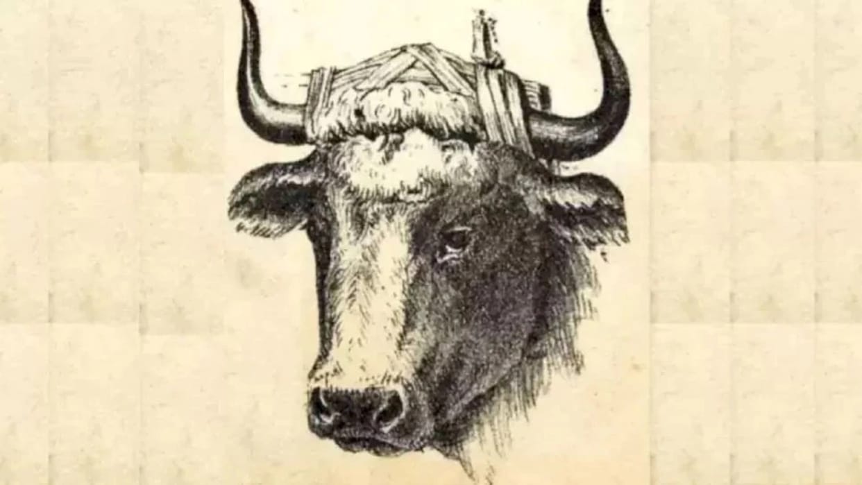 optical illusion pictures with hidden photo find out bull master 10 seconds check brain iq