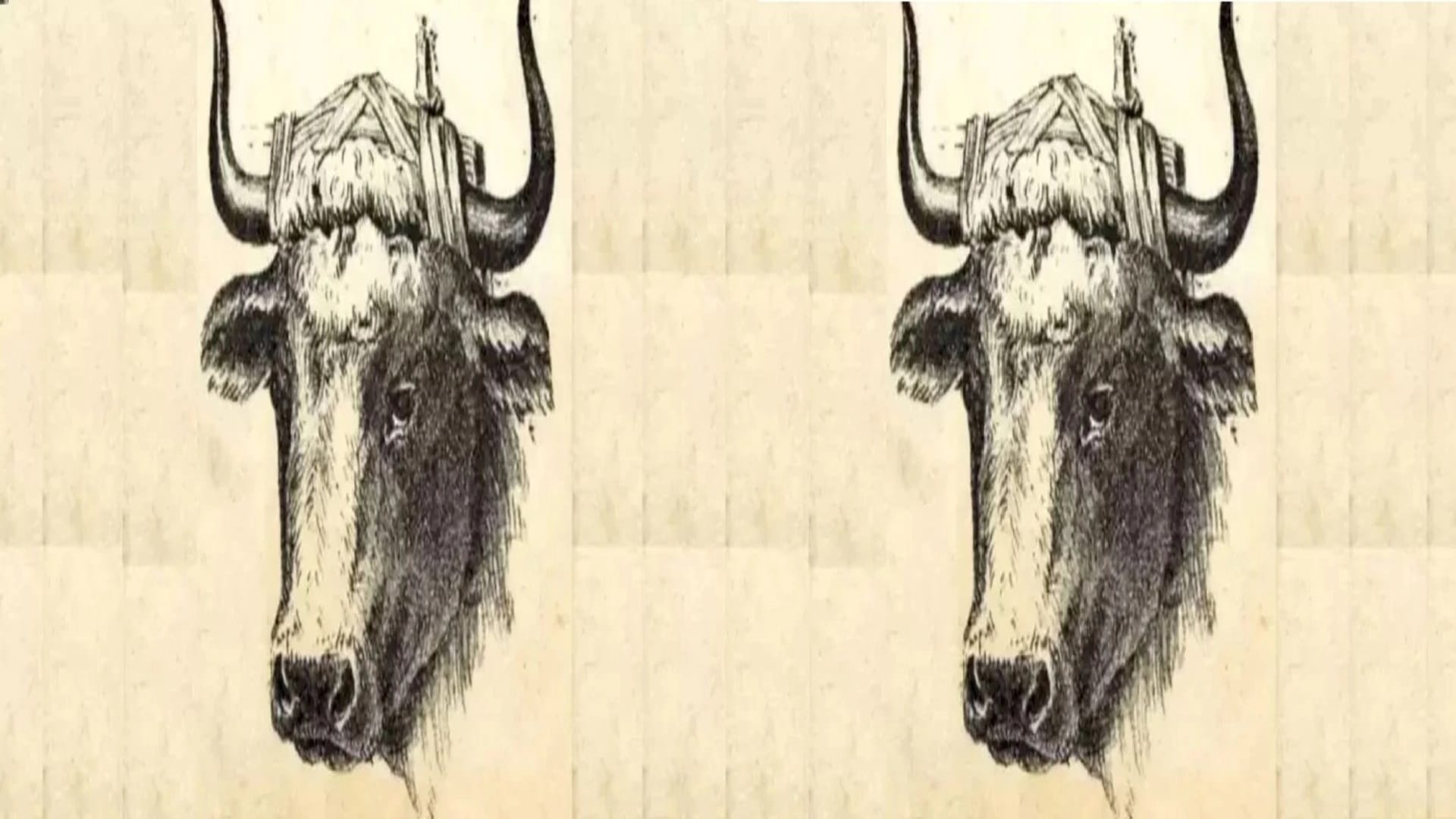 optical illusion pictures with hidden photo find out bull master 10 seconds check brain iq