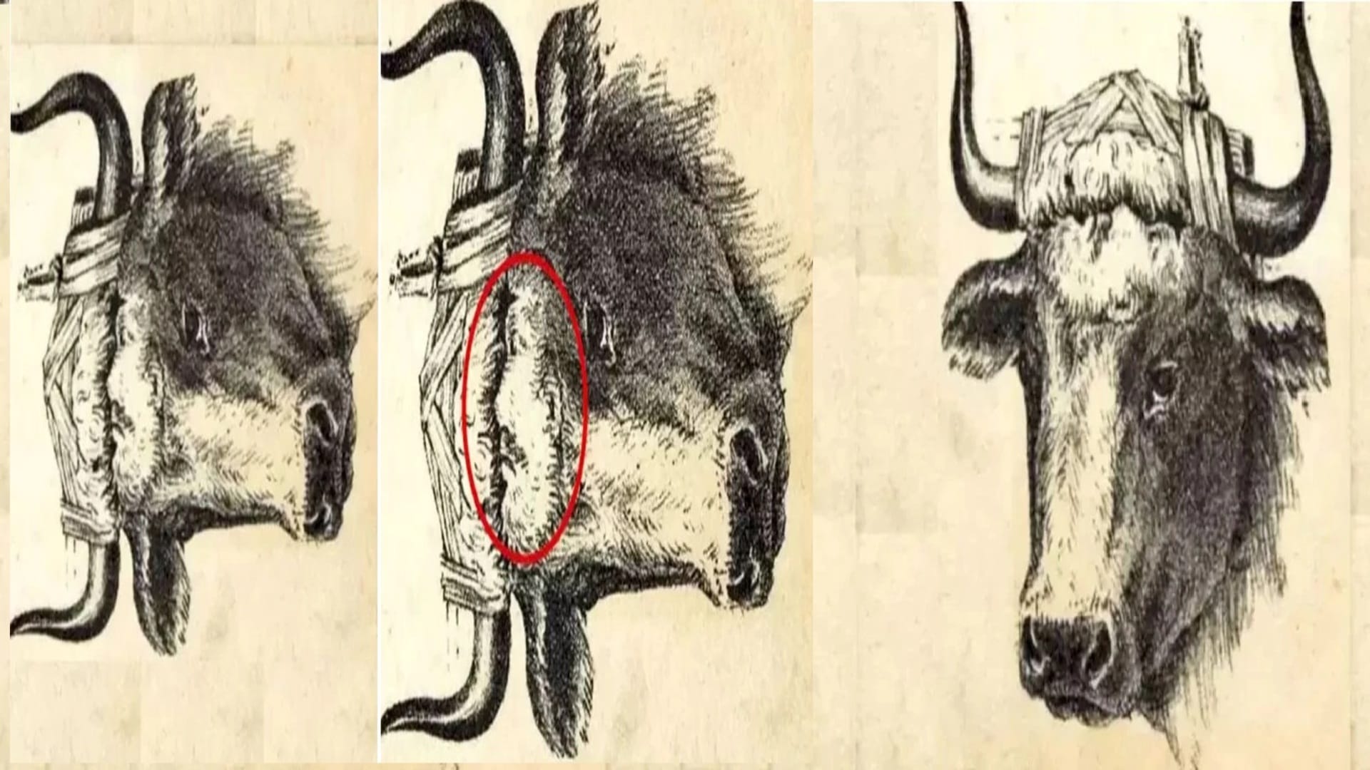 optical illusion pictures with hidden photo find out bull master 10 seconds check brain iq