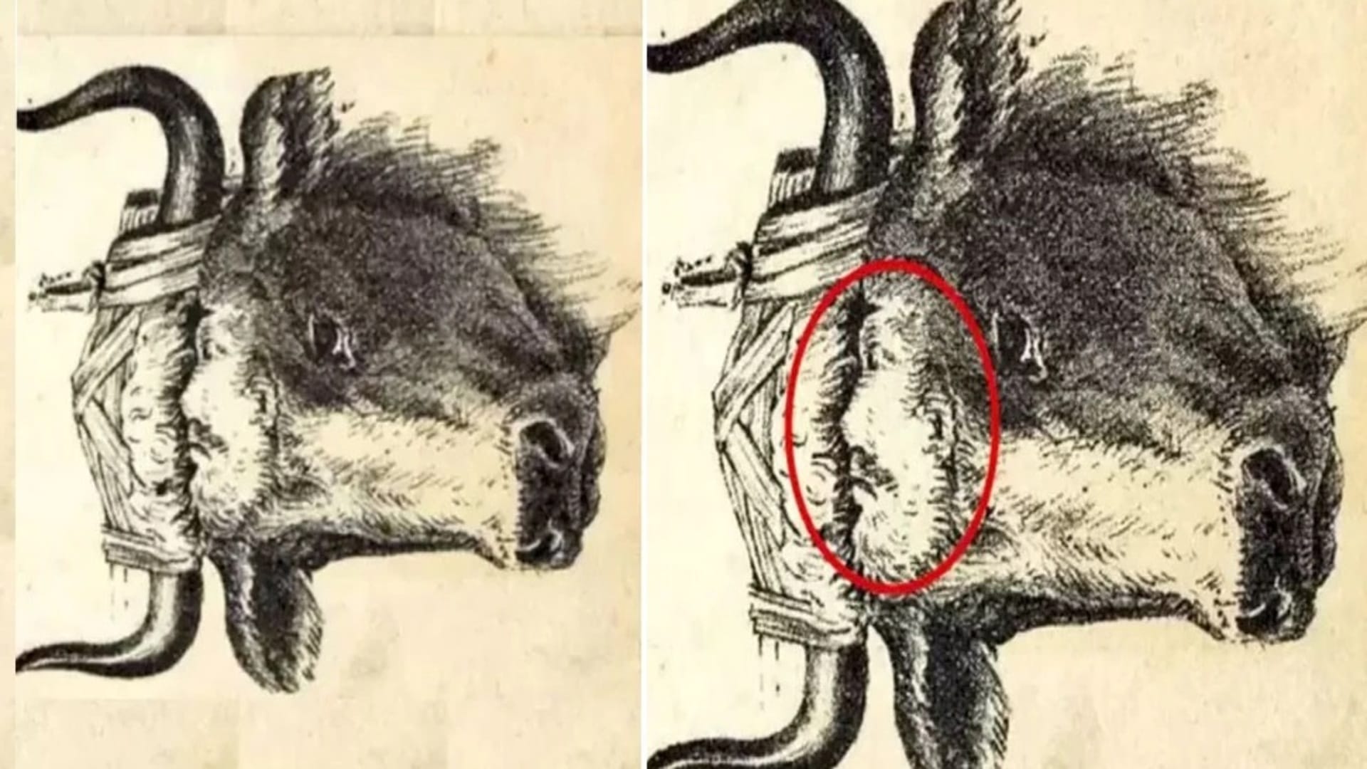 optical illusion pictures with hidden photo find out bull master 10 seconds check brain iq