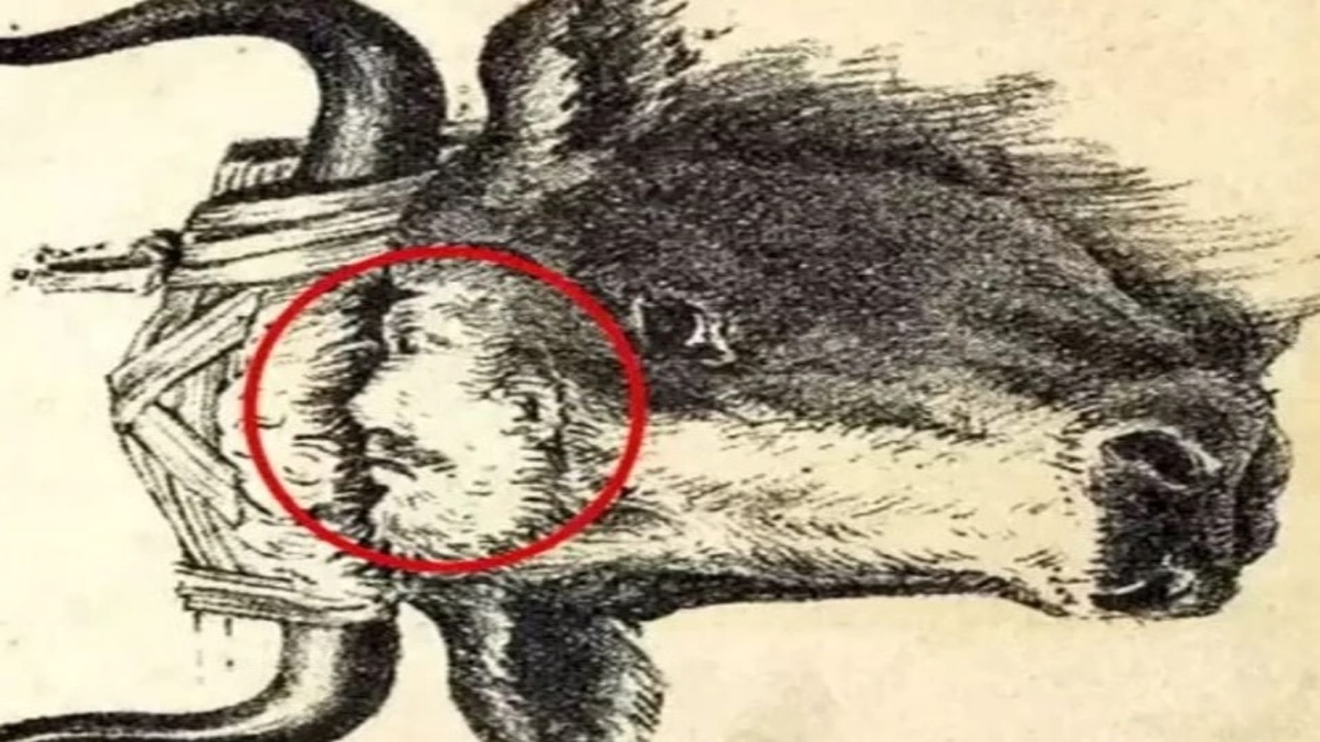 optical illusion pictures with hidden photo find out bull master 10 seconds check brain iq