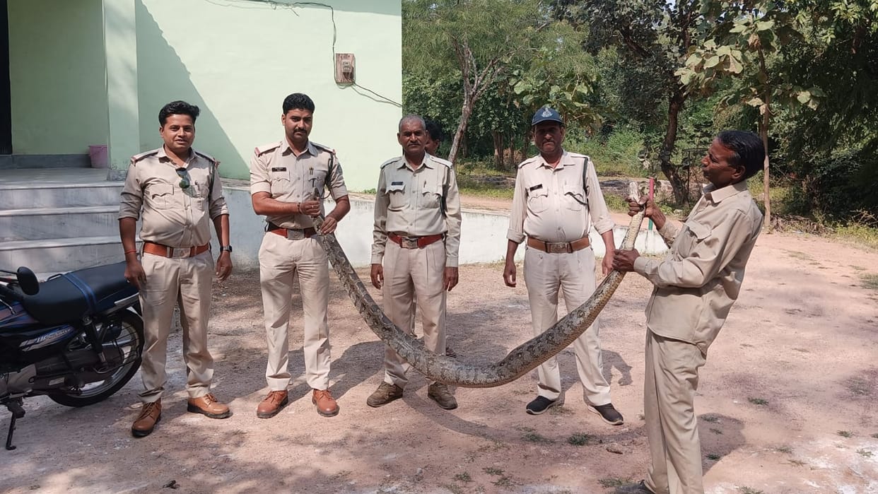 A 10-feet python was found in a residential area in Mahoba Chhatarpur the forest department rescued