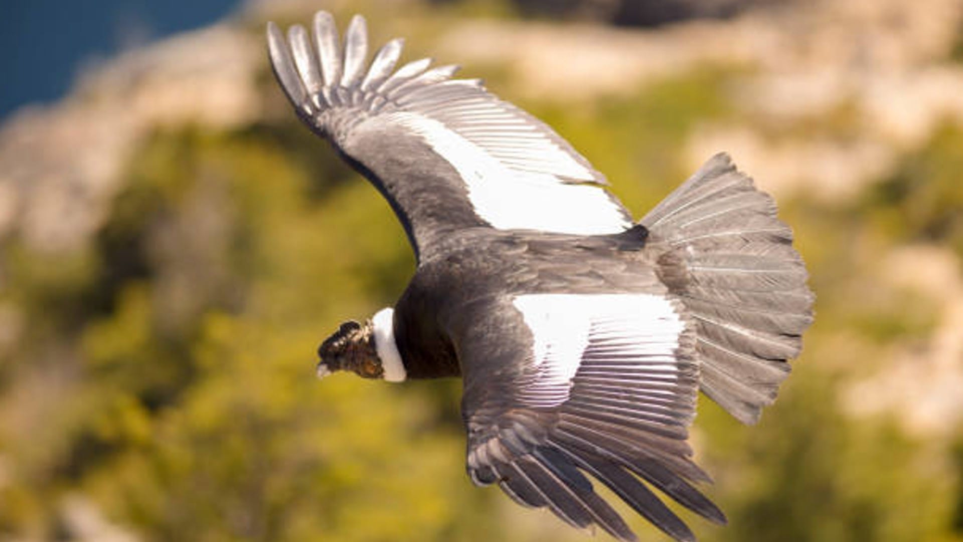 Andean Condor Biggest Bird Lives to age of 75 Years Know Interesting Facts in Hindi