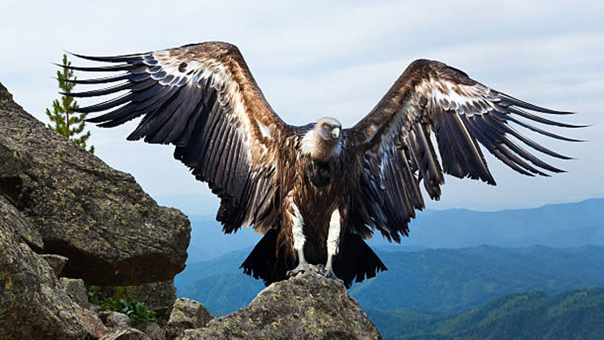 Andean Condor Biggest Bird Lives to age of 75 Years Know Interesting Facts in Hindi