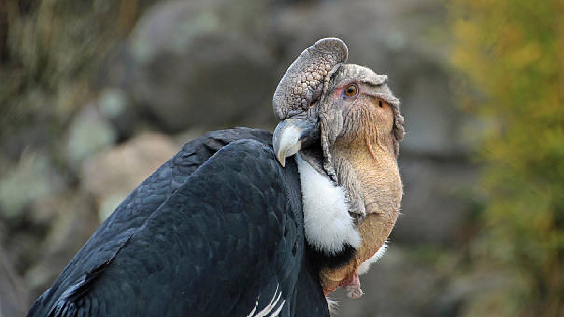 Andean Condor Biggest Bird Lives to age of 75 Years Know Interesting Facts in Hindi