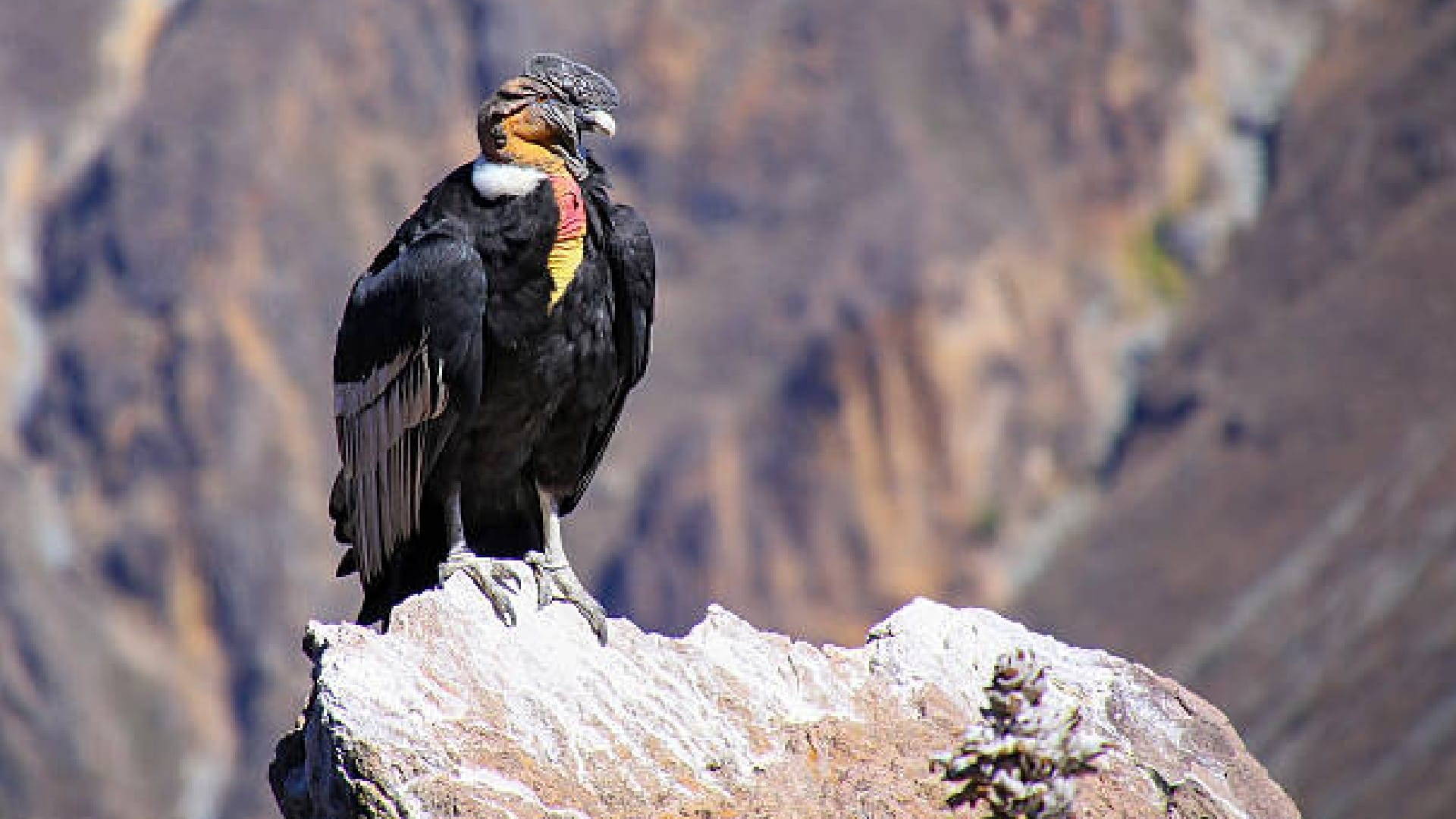 Andean Condor Biggest Bird Lives to age of 75 Years Know Interesting Facts in Hindi