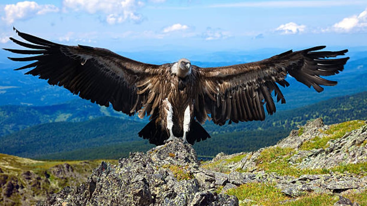 Andean Condor Biggest Bird Lives to age of 75 Years Know Interesting Facts in Hindi