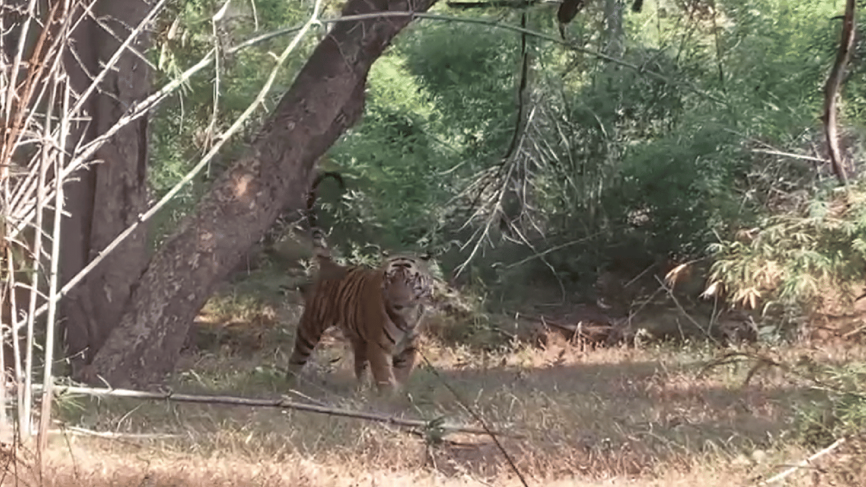 Bandhavgarh Tiger Reserve Chota Bheem Tiger Video Goes Viral