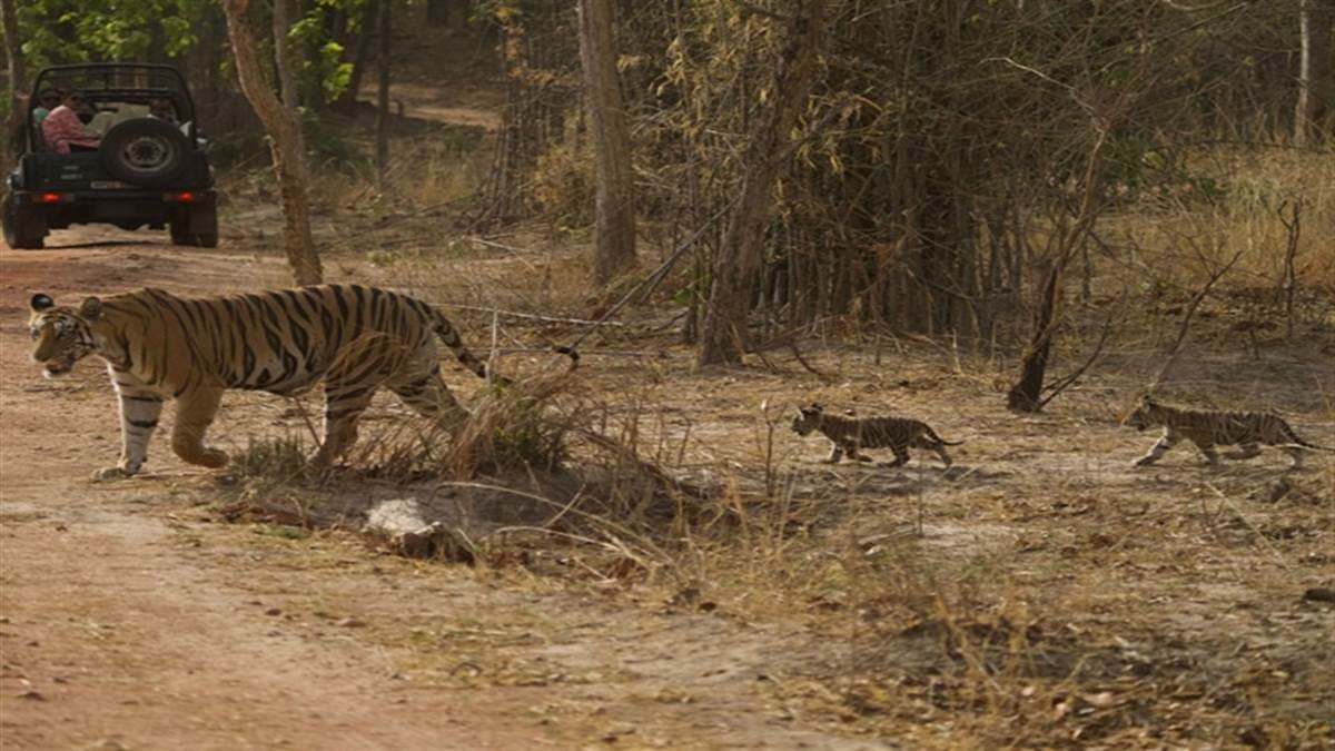 Bandhavgarh Tiger Reserve: Tourists got scared when huge tiger 'Chhota Bheem' came in front, thrilled with his