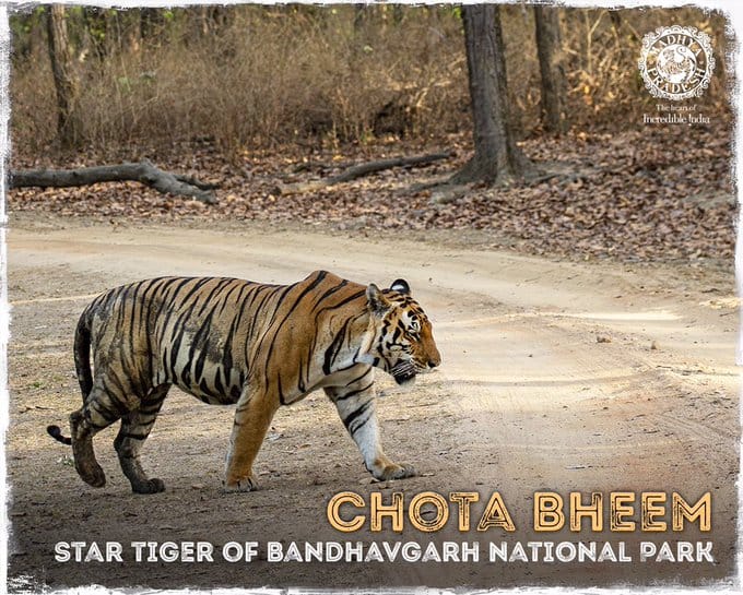 Bandhavgarh Tiger Reserve Chota Bheem Tiger Video Goes Viral