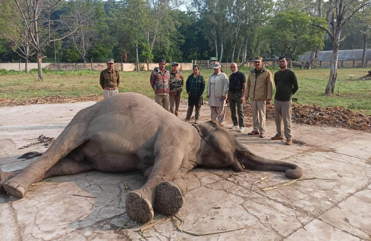Hathini Ganga's death in Hathishala