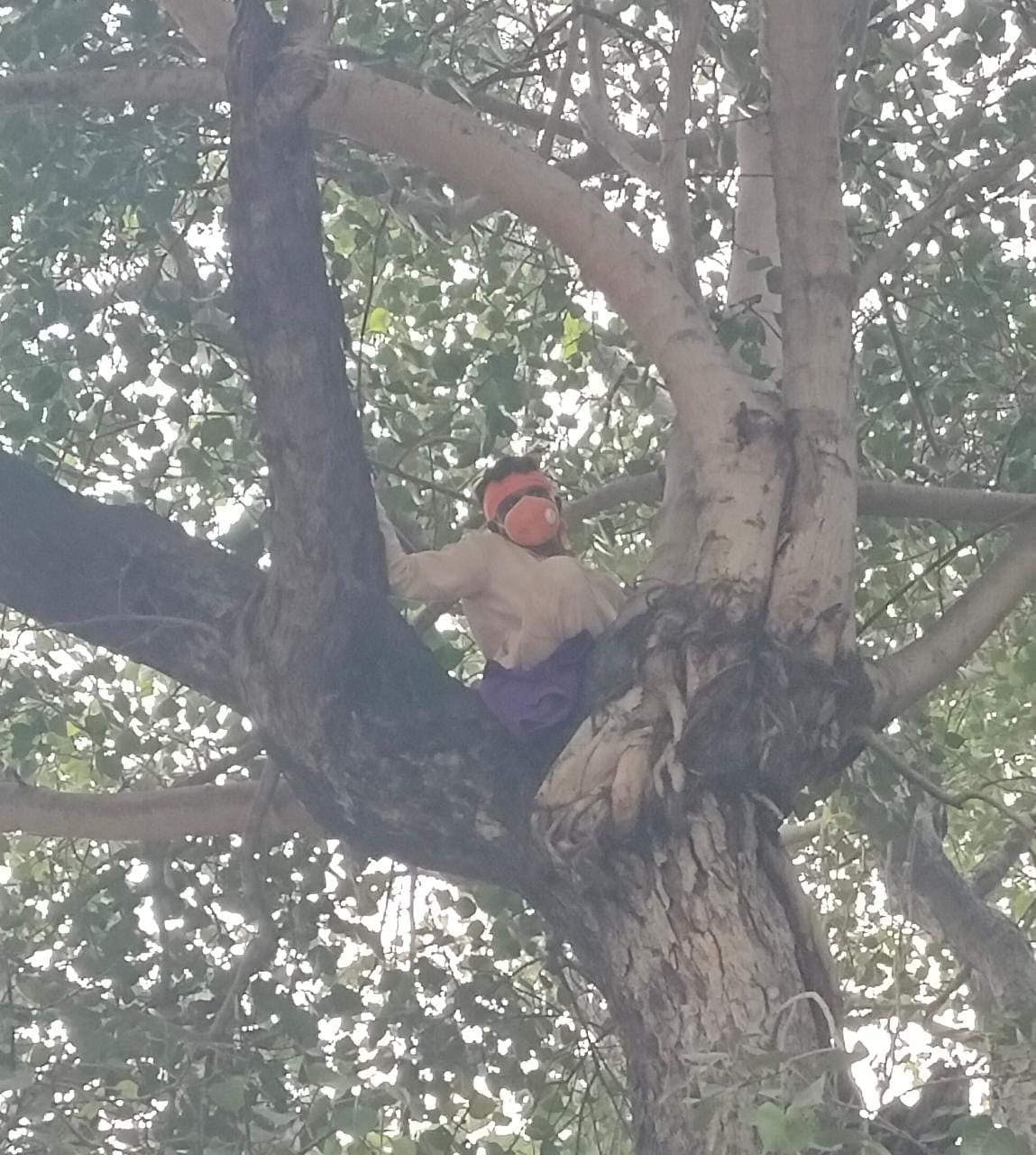 Lucknow News : Took mike, strangled her throat and demanded to meet the Chief Minister by climbing a tree