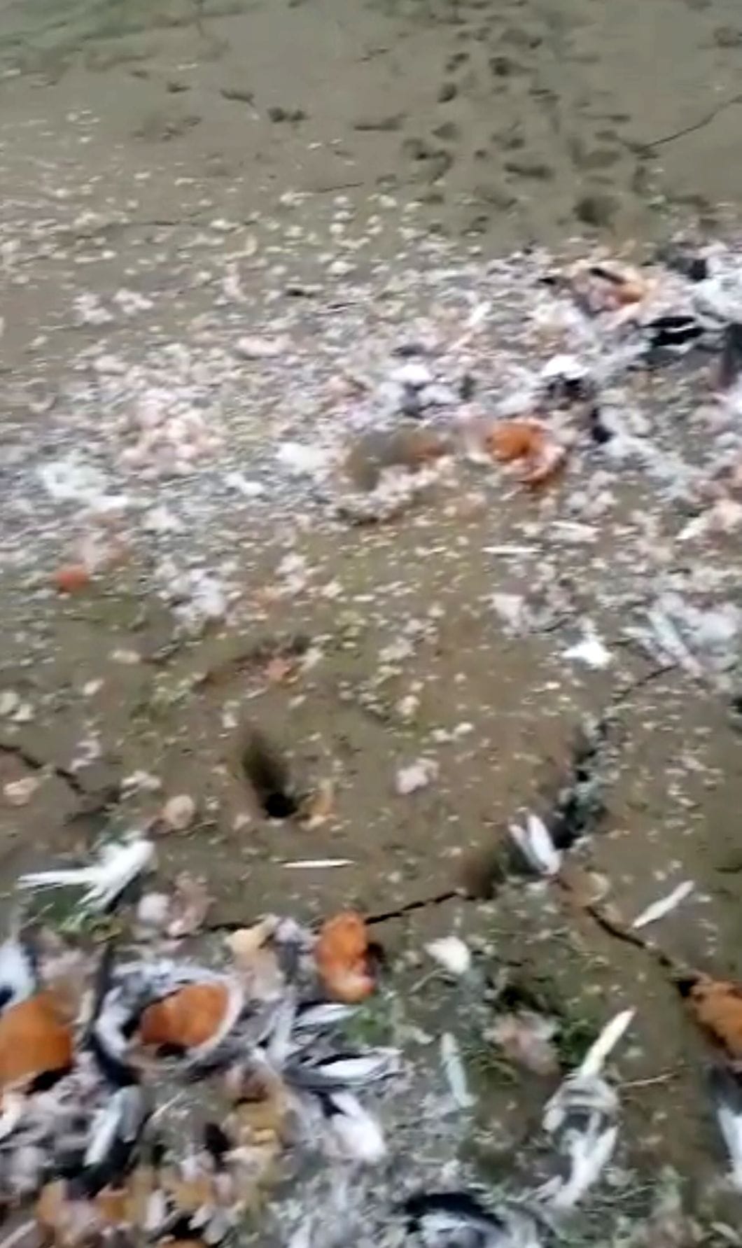 Hundreds of birds died on the banks of Ramganga in Dataganj