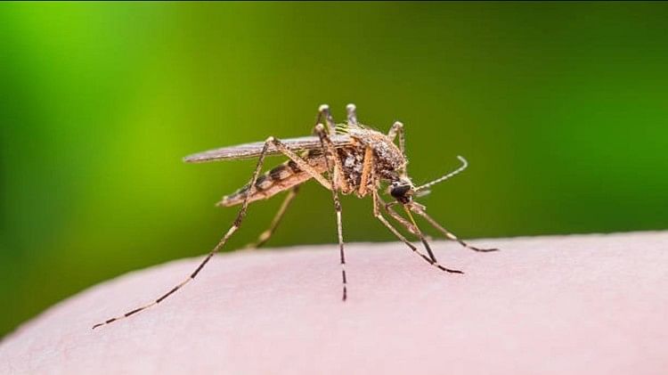 World Mosquito Day: अलीगढ़ में लगातार बढ़ रहे मच्छर, 15 करोड़ तक पहुंचा मच्छर मारने वाली दवाओं का कारोबार