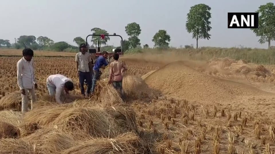 Stubble is collected and made into fodder in Rohtak reduced incidents of stubble burning