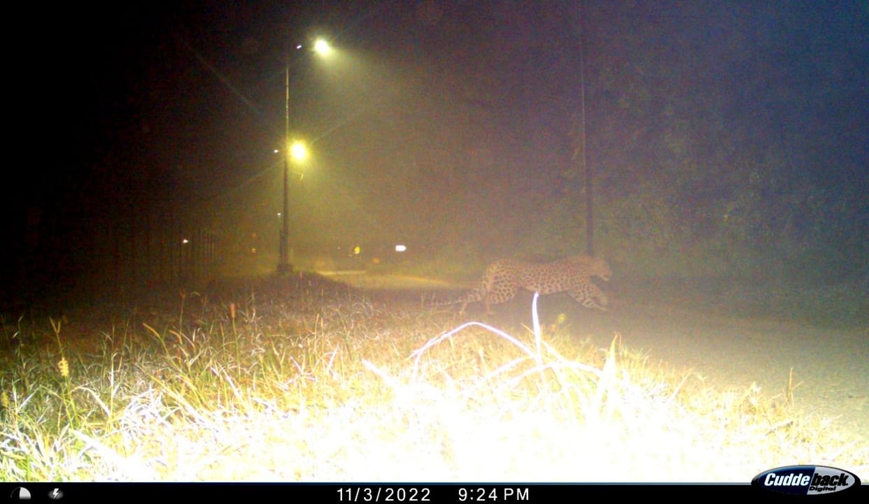 leopard is not seen in Kanpur for one more week, it will be assumed that it is gone