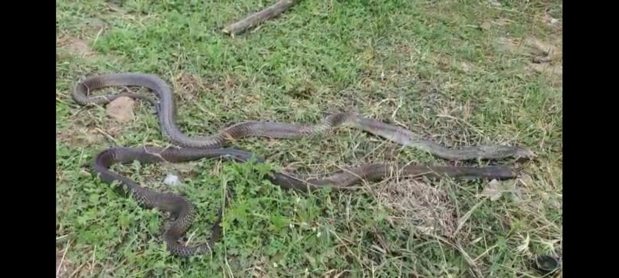 the serpent attacked the people for killing the snake with a stick in Hamirpur
