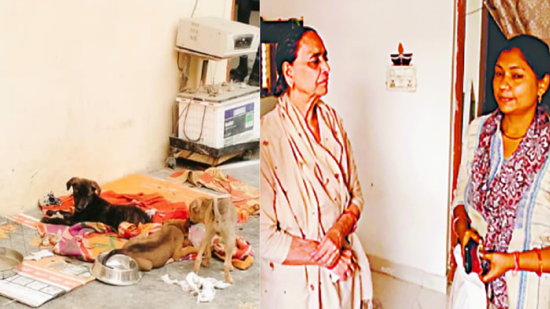 Girl Suicide on the death of a street dog, ten dogs were kept in the house