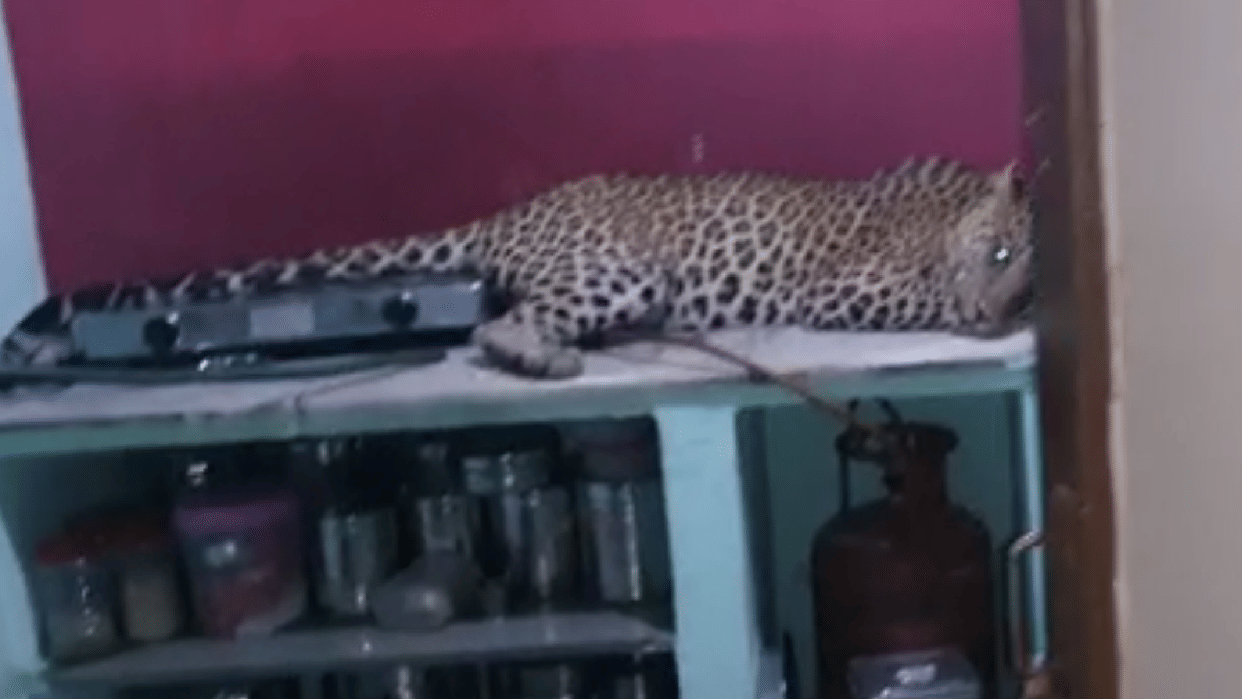 Rajasthan Kota News Leopard In Residential Area Of Kota, found unconscious on kitchen platform