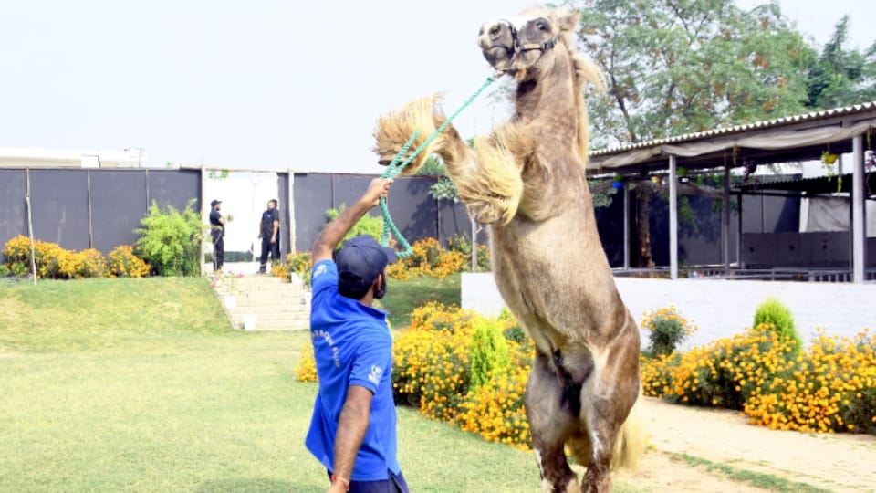 Horse Trainers are responsible for horse wellbeing