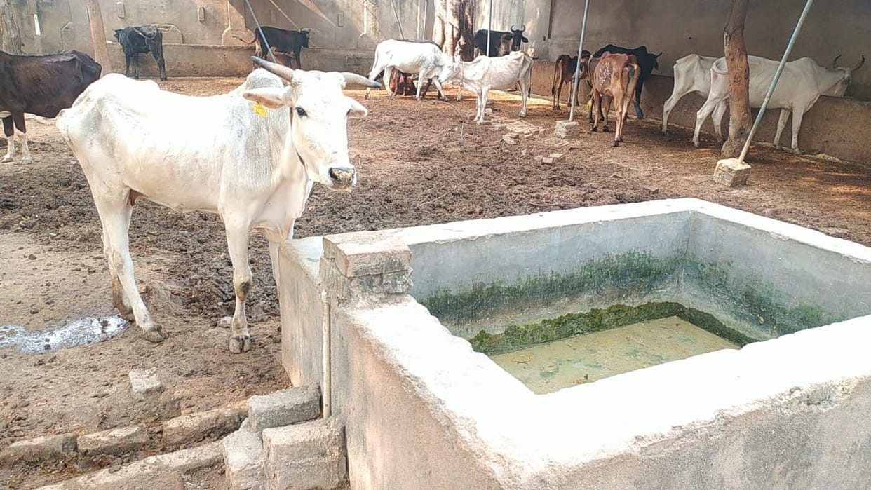 The plight of cattle in the municipality's cowshed