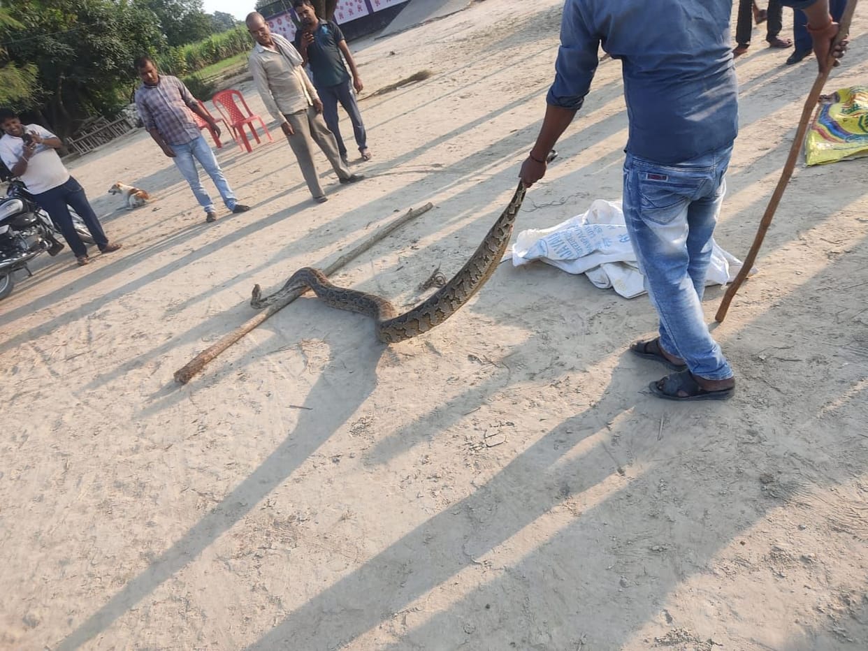 snake,gonda