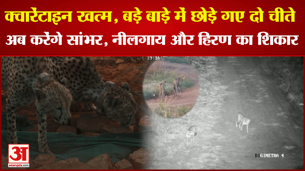 कूनो नेशनल पार्क