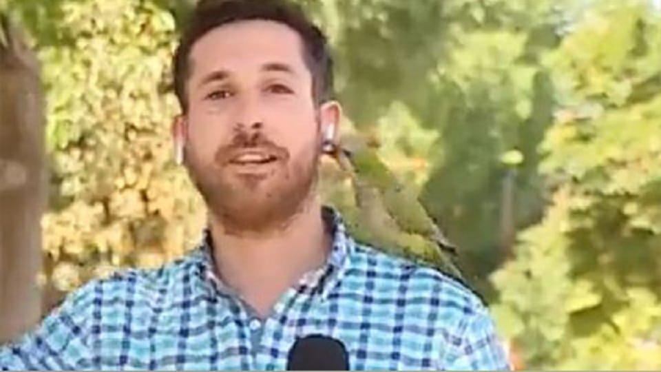 Watch video Parrot steals TV reporter Earpiece while he is live on air