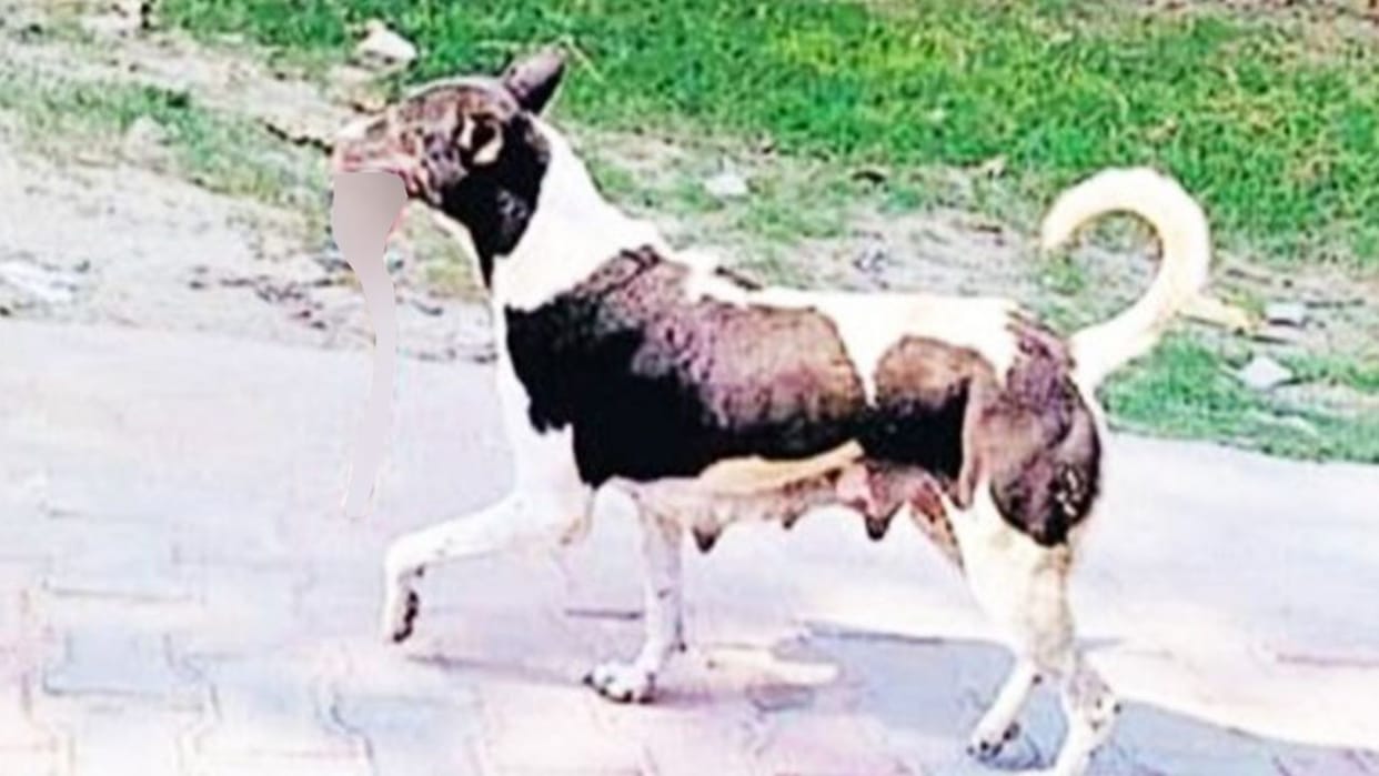Dog was walking with a piece of meat in his mouth, action on health workers