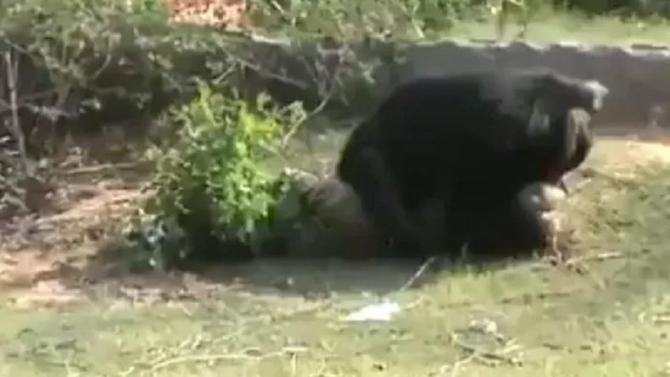 bear attacked three people in Tamil Nadu Tenkasi, watch video