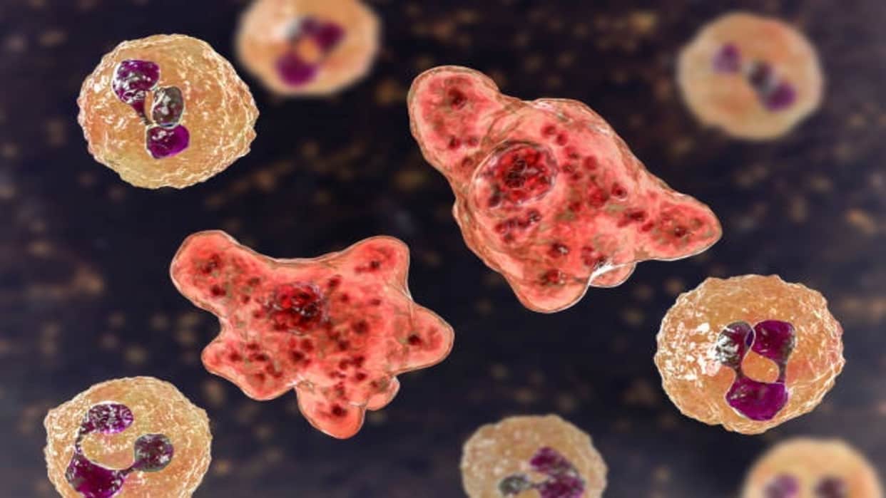 Brain Eating Amoeba Cause Death of 97 Percent Patient Research News in Hindi
