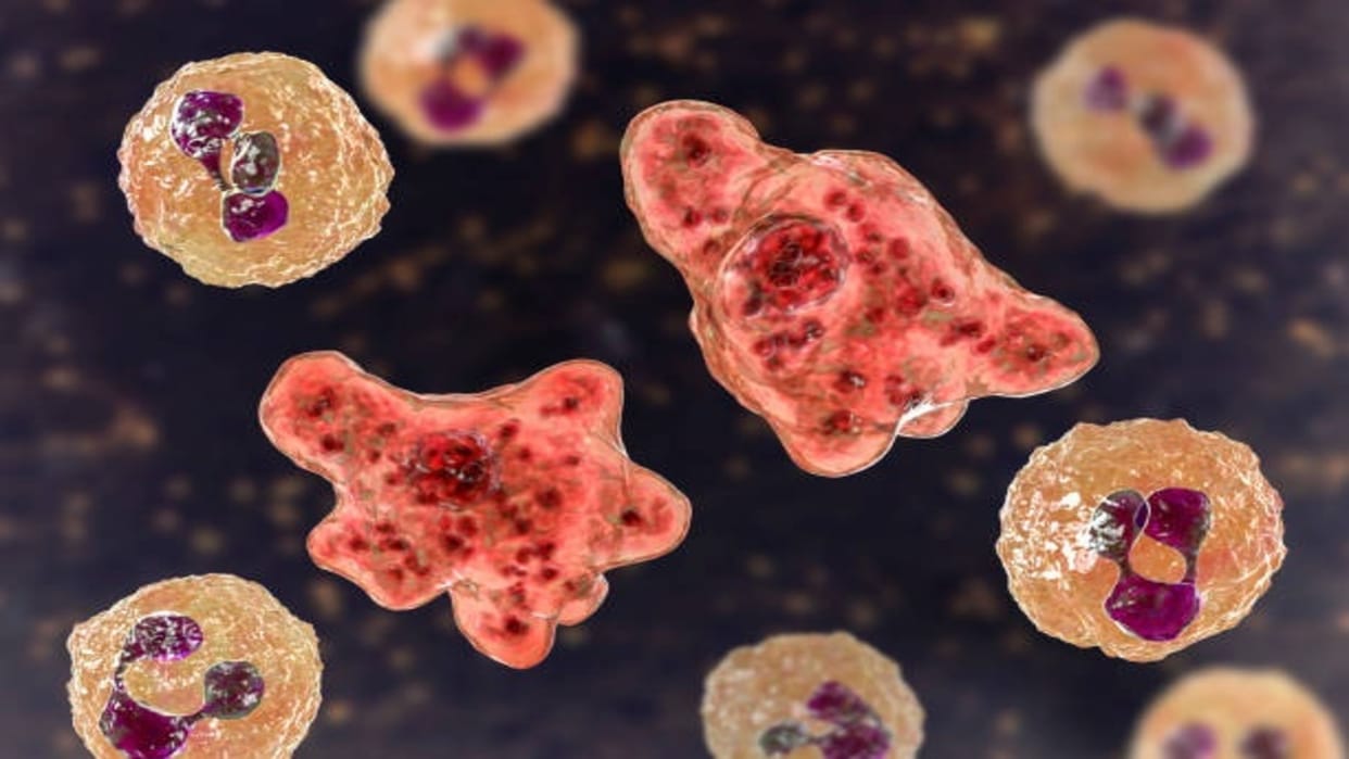 Brain Eating Amoeba Cause Death of 97 Percent Patient Research News in Hindi