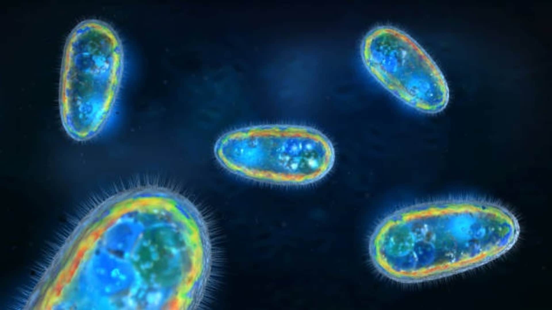 Brain Eating Amoeba Cause Death of 97 Percent Patient Research News in Hindi
