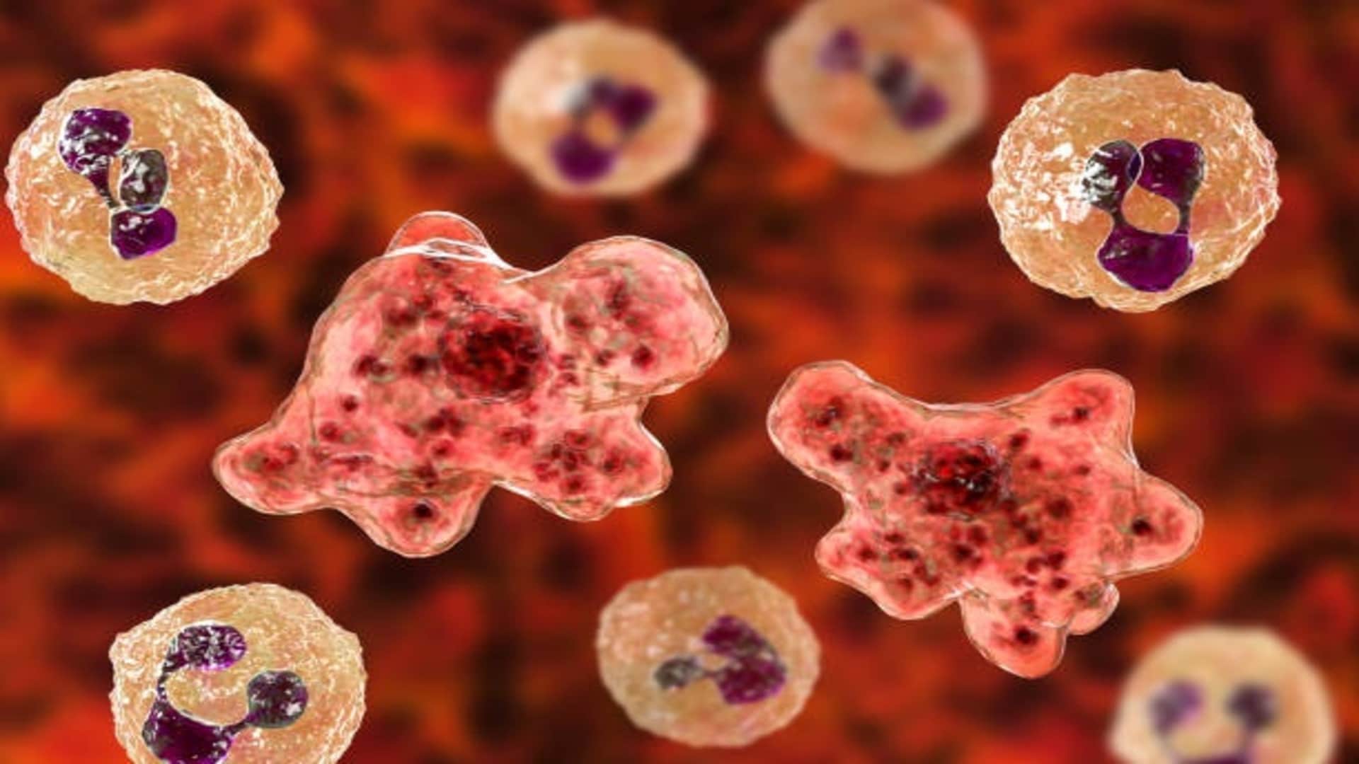 Brain Eating Amoeba Cause Death of 97 Percent Patient Research News in Hindi