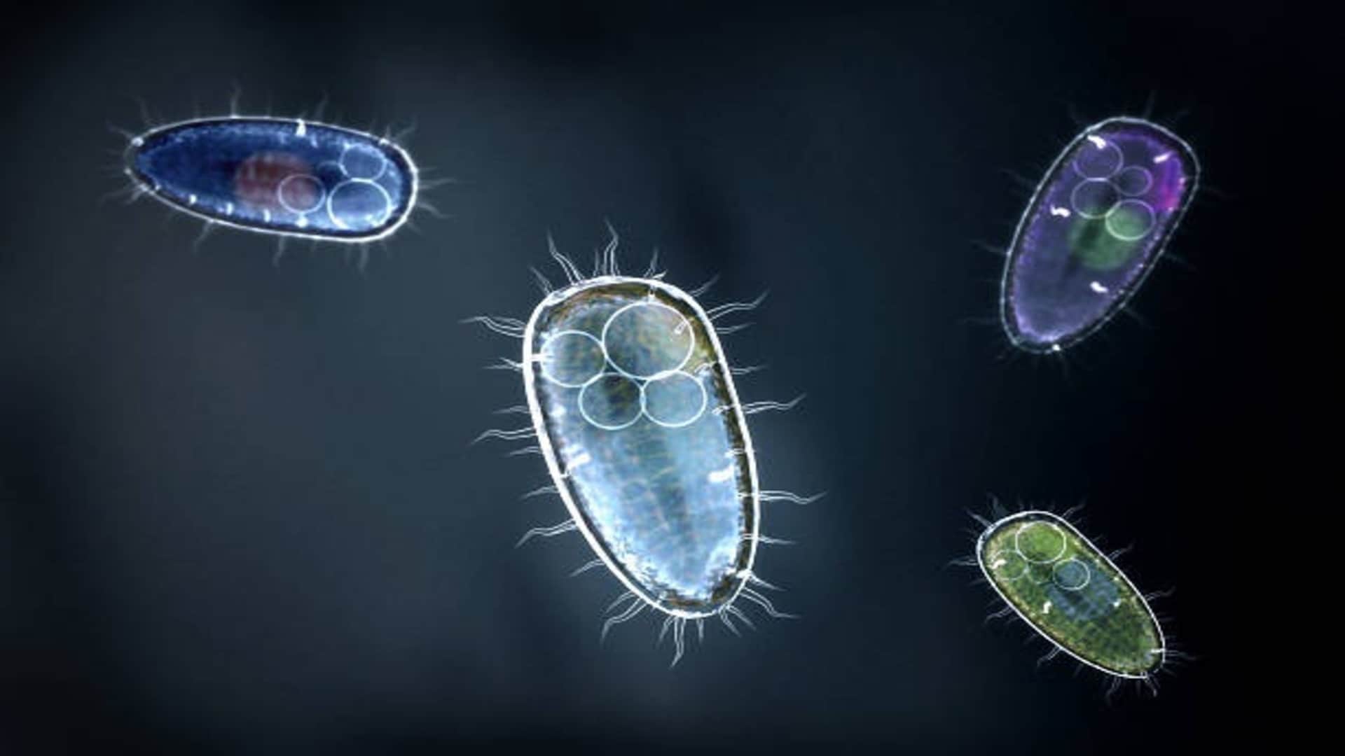 Brain Eating Amoeba Cause Death of 97 Percent Patient Research News in Hindi