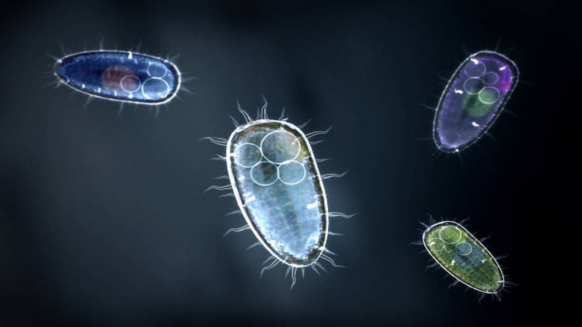 Brain Eating Amoeba Cause Death of 97 Percent Patient Research News in Hindi