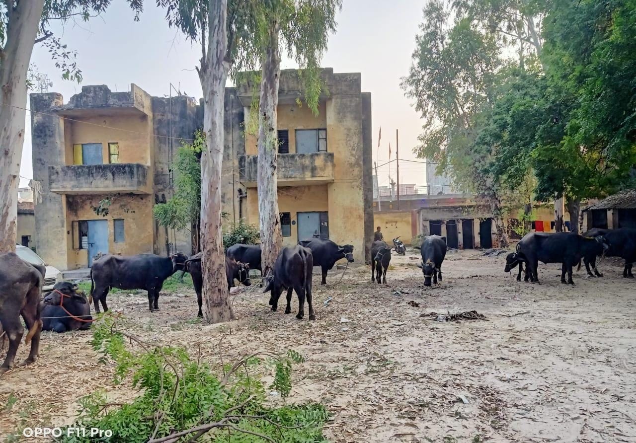 Police caught DCM laden with buffaloes on the expressway