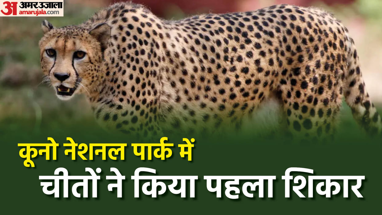 Kuno National Park Cheetahs hunted first in a large enclosure after failing four times enjoyed the feast
