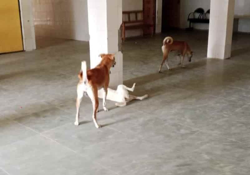 dogs are in nebua narungia chc