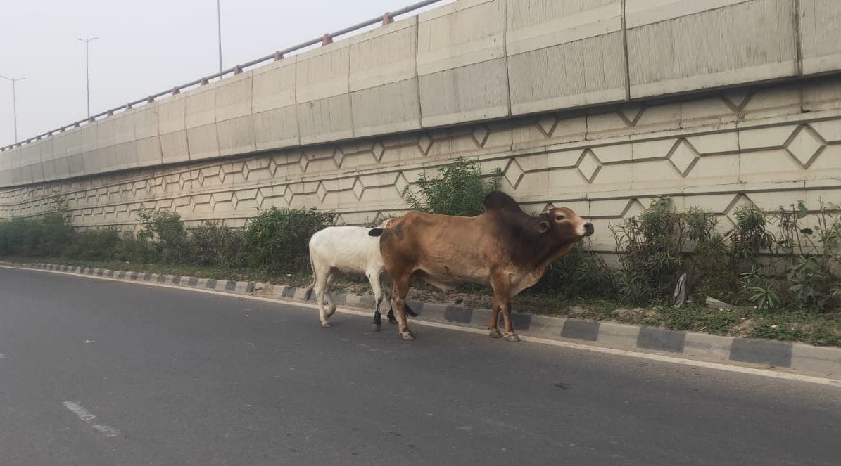 Even after raising about two thousand animals, their number is not decreasing from the city.