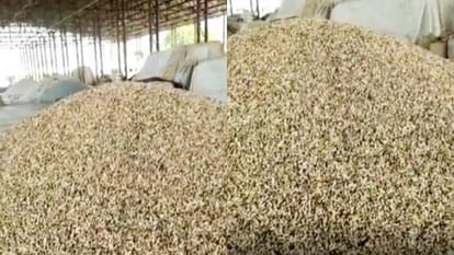 Rajasthan groundnut demand in Pakistan and China
