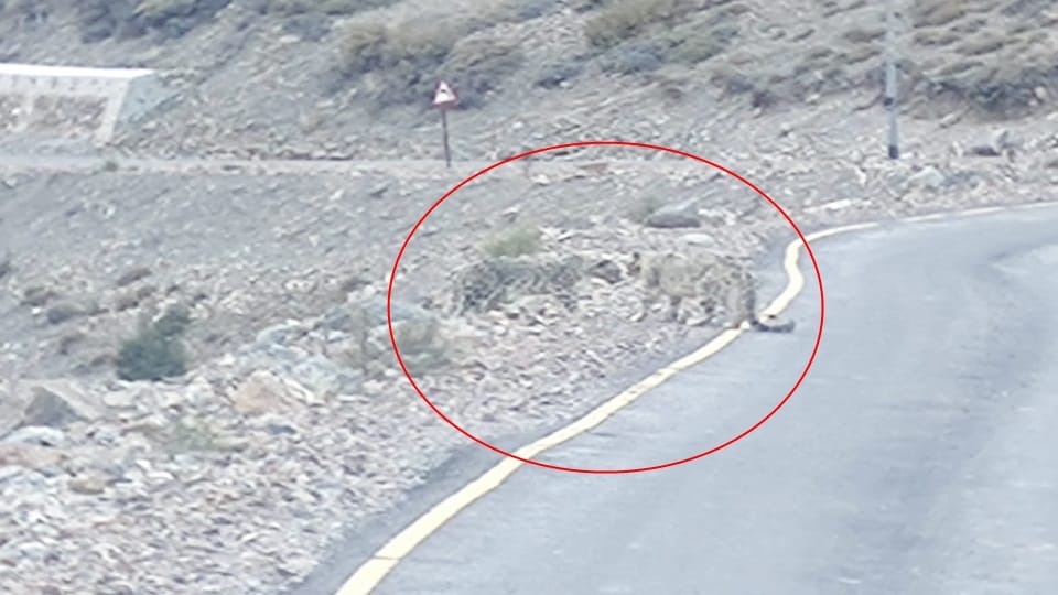 Indo-China border: Pair of rare species of snow leopard spotted in Sumana Uttarakhand News in hindi