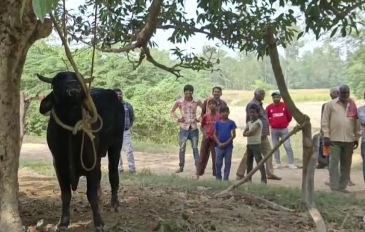Sachiwalaya staff man died in Bull attack