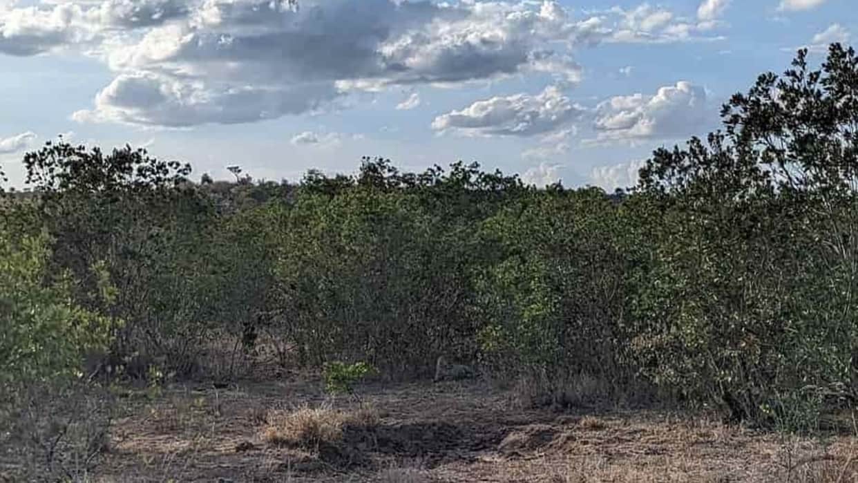 Optical illusion: Spot the hidden leopard in picture in 9 seconds check your brain iq
