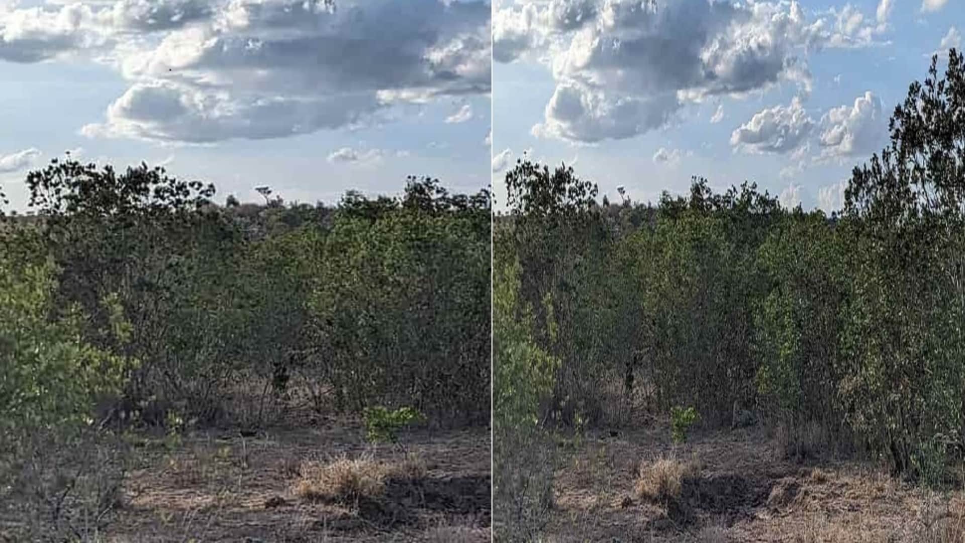 Optical illusion: Spot the hidden leopard in picture in 9 seconds check your brain iq