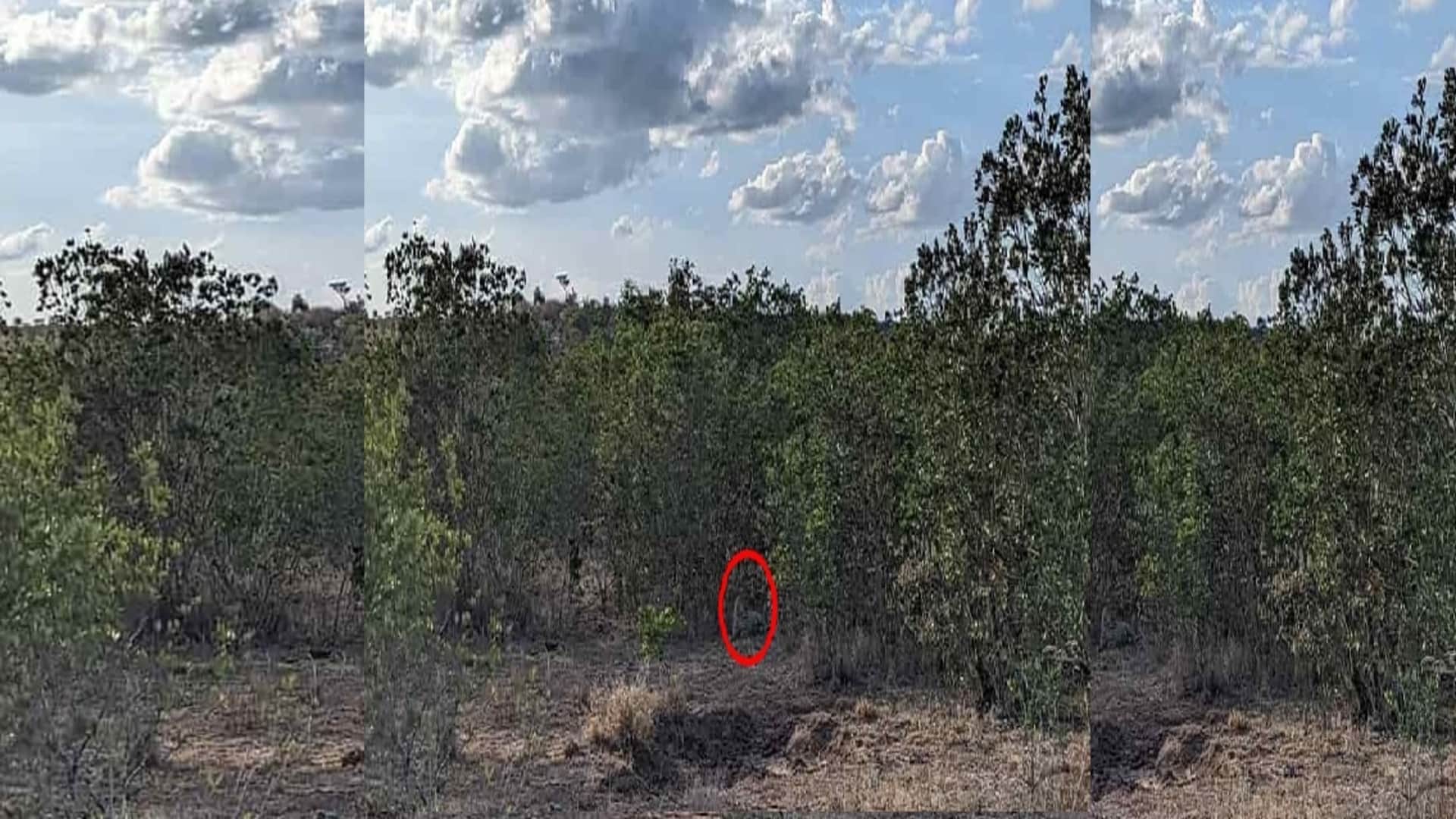 Optical illusion: Spot the hidden leopard in picture in 9 seconds check your brain iq