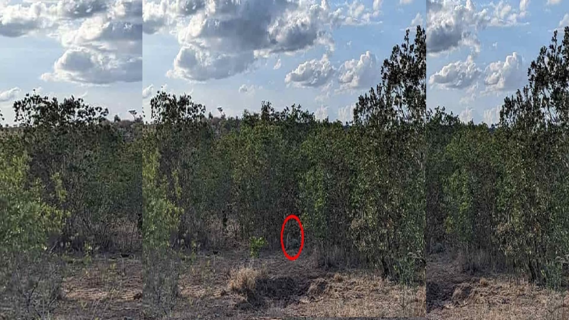 Optical illusion: Spot the hidden leopard in picture in 9 seconds check your brain iq