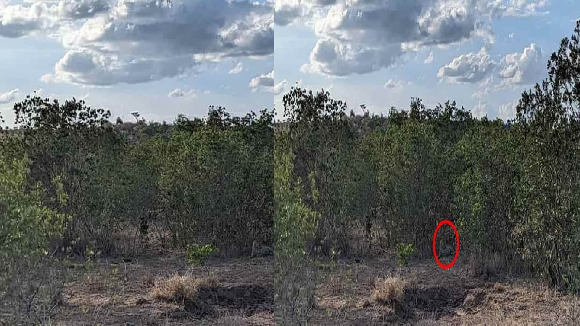 Optical illusion: Spot the hidden leopard in picture in 9 seconds check your brain iq