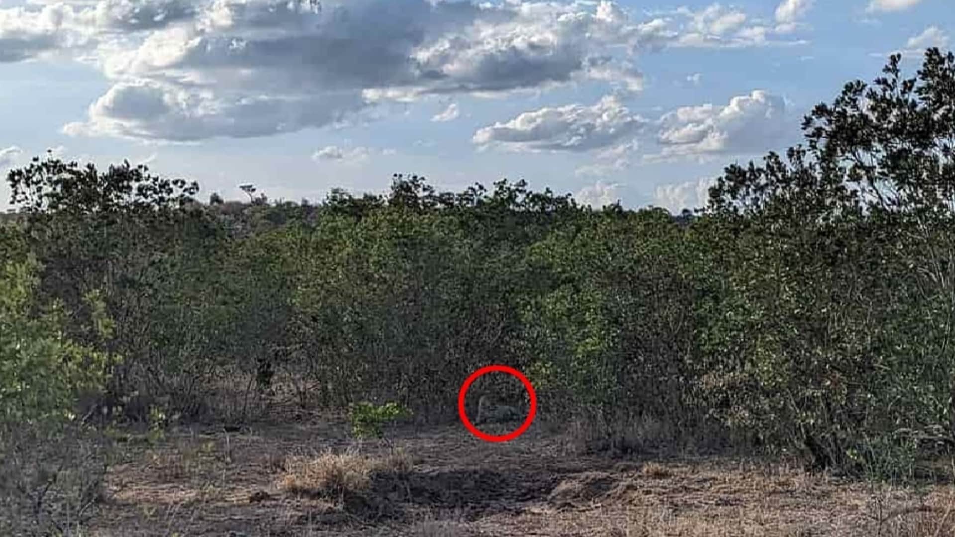 Optical illusion: Spot the hidden leopard in picture in 9 seconds check your brain iq
