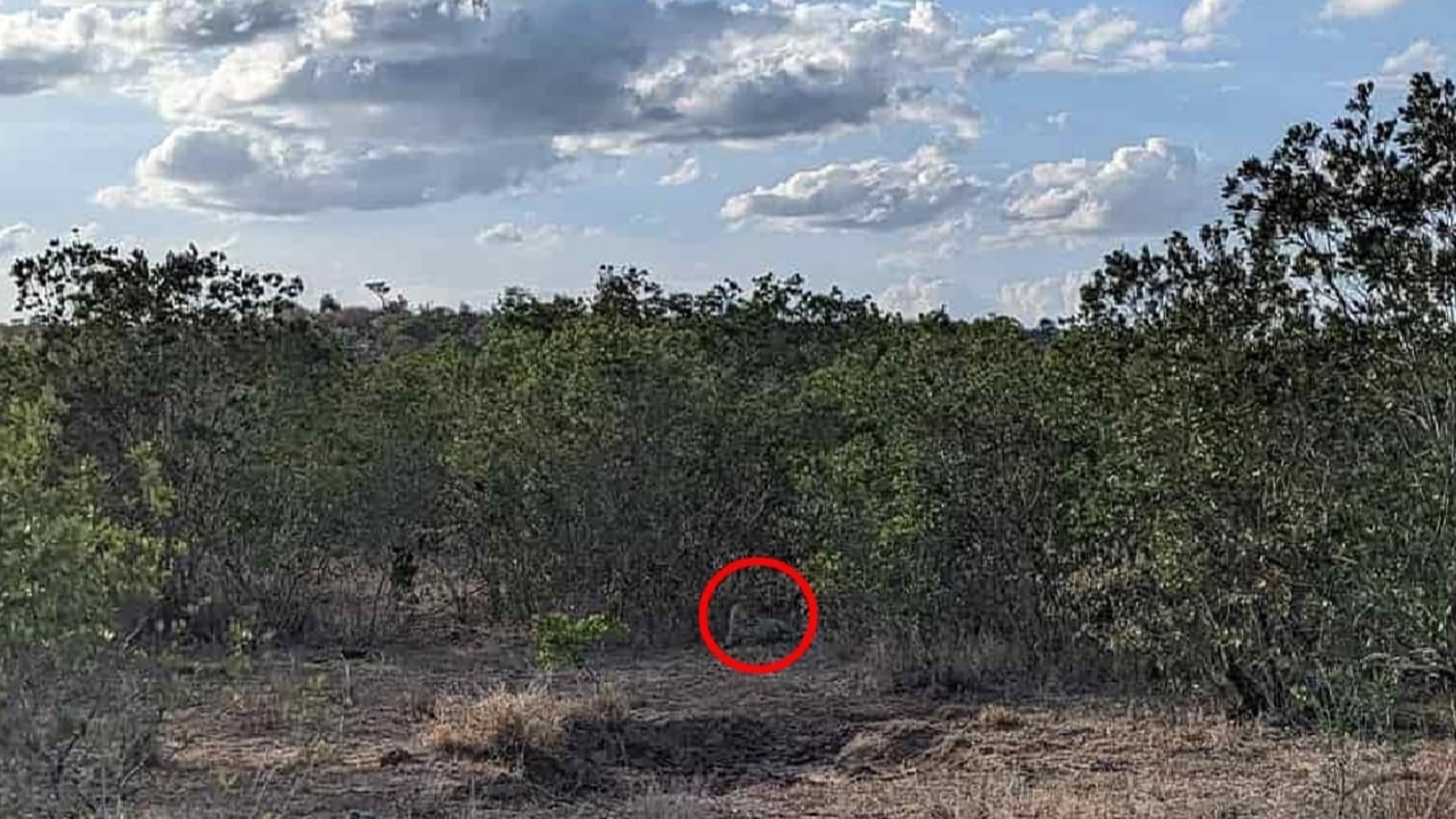 Optical illusion: Spot the hidden leopard in picture in 9 seconds check your brain iq